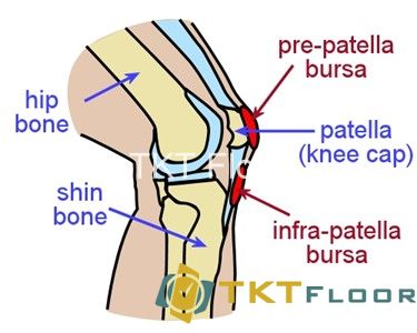 Cấu tạo đầu gối của bạn