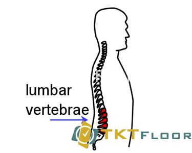 Đốt sống lưng